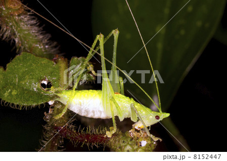 Green katydid in the rainforest understory, Ecuador 8152447