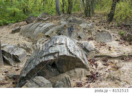 Petrified tree trunk (Genus Araucarioxylon, upper Cretaceous) at Puyango Petrified Forest, Ecuador. 8152515