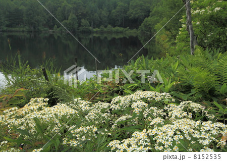 志賀高原木戸池 8152535