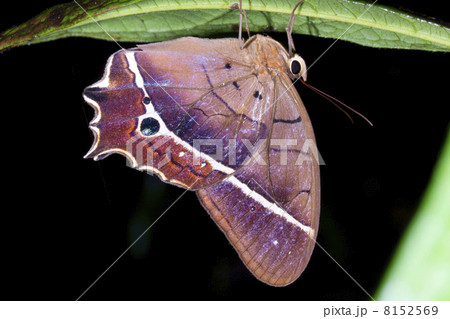 Butterfly roosting upside down at night in the rainforest understory, Ecuador Butterfly roosting upside down at night in the rainforest understory, Ecuador 8152569