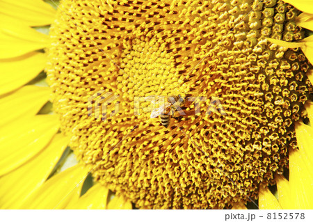 蜂と向日葵04 8152578