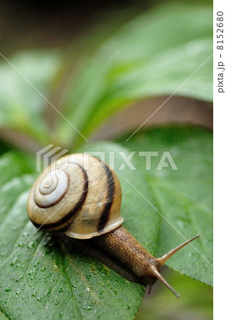 うずまき柄 8152680