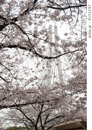 南天満公園からみる川崎橋 南天満公園からみる川崎橋 8153297