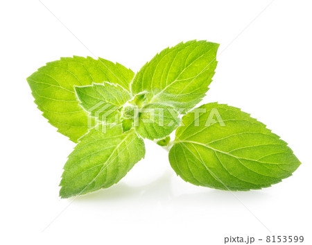 Sprig of mint 8153599