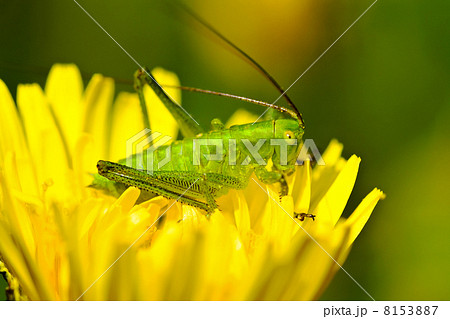 The green grasshopper sits on a yellow flower The green grasshopper sits on a yellow flower 8153887
