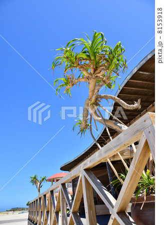 豊崎美らSUNビーチ 豊崎美らSUNビーチ 8153918