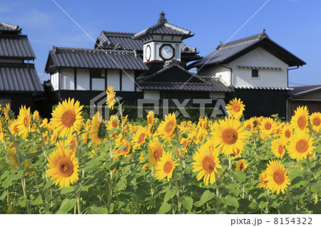 野良時計と向日葵 野良時計と向日葵 8154322