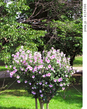 ハートの形に咲くムクゲの花の木 ハートの形に咲くムクゲの花の木 8154366