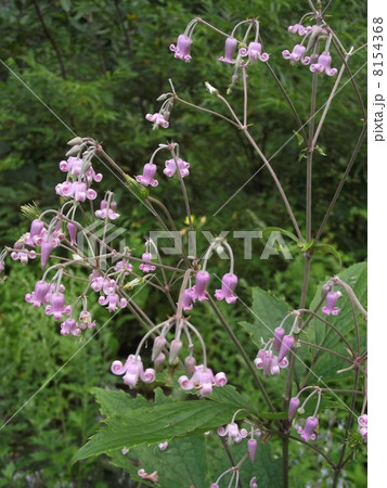 上高地の小さな貴婦人 8154368