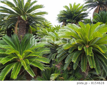 奄美大島・アヤマル岬のソテツ群生地 8154628