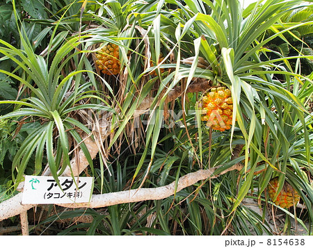 奄美大島・アヤマル岬のアダン 8154638