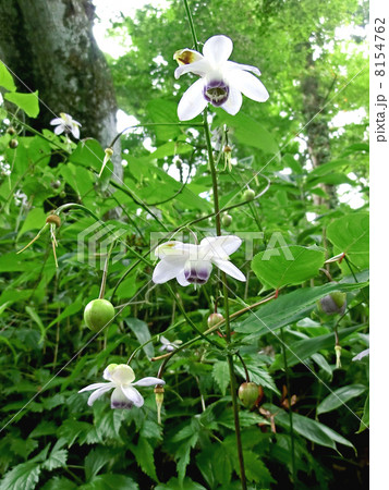 御岳山のレンゲショウマ（東京都青梅市） 8154762