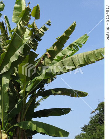 バ゛ショウの葉 8154917