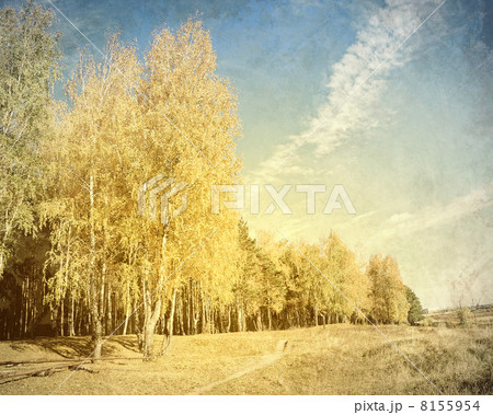 Forest landscape Forest landscape 8155954
