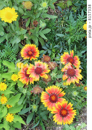 テンニンギク テンニンギク 8157338