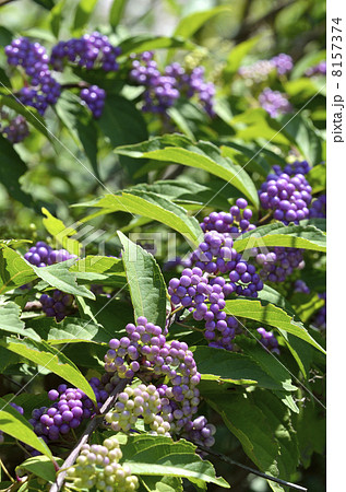 コムラサキ(小紫) コムラサキ(小紫) 8157374