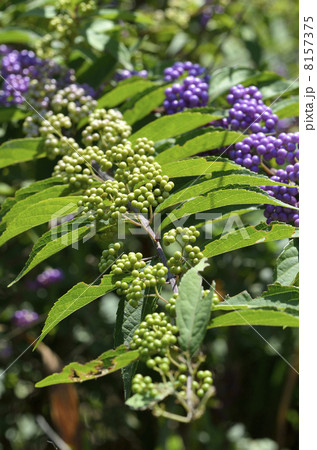 コムラサキ(小紫) コムラサキ(小紫) 8157375