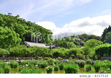 太宰府天満宮の菖蒲池 太宰府天満宮の菖蒲池 8157510