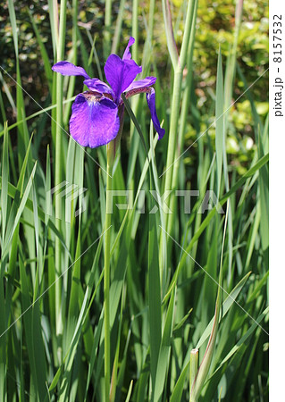かきつばた 8157532