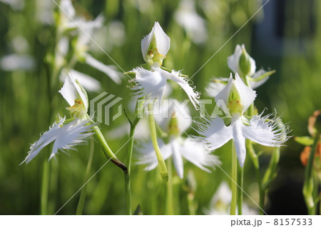 サギ草　鷺草 8157533