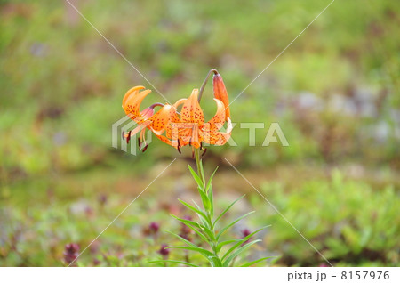 コオニユリ 8157976