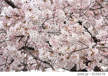 桜満開 桜満開 8158170