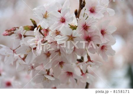 桜アップ 8158171