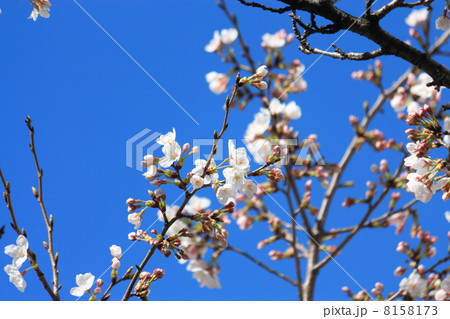 桜ほどほど2 8158173