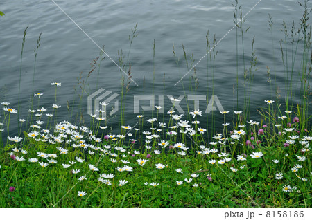 湖畔の白菊 8158186