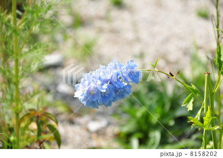水色の花 水色の花 8158202