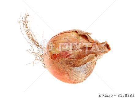 タマネギ 8158333