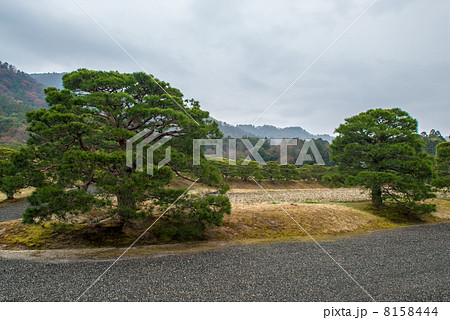 修学院離宮 中離宮 五葉松 修学院離宮 中離宮 五葉松 8158444