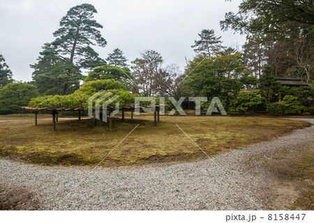 修学院離宮 中離宮 五葉松 修学院離宮 中離宮 五葉松 8158447