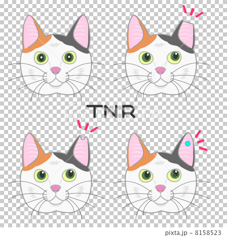 猫の耳カット、TNR運動 8158523