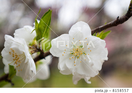 京都御苑　桃園 8158557