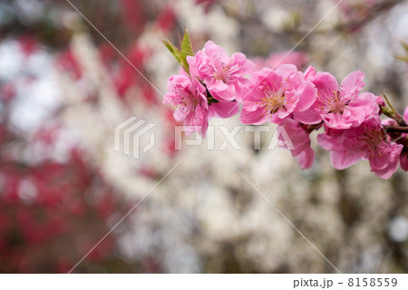 京都御苑 8158559