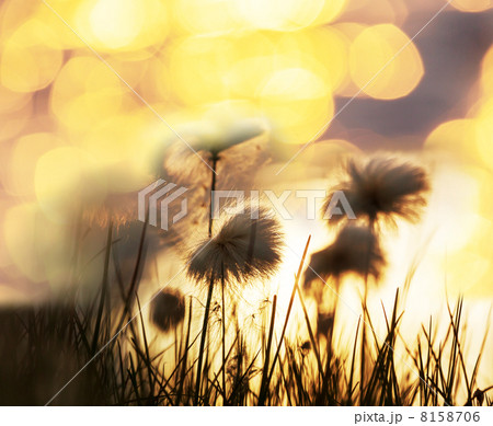Polar flowers Polar flowers 8158706