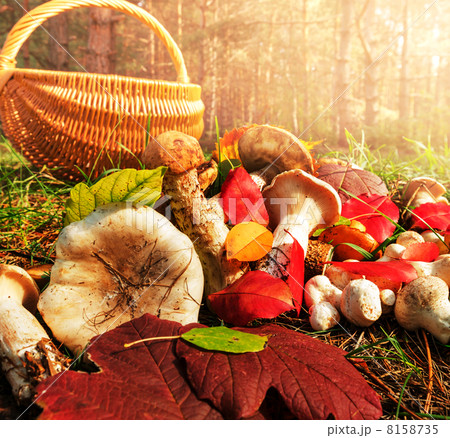 Mushroom 8158735