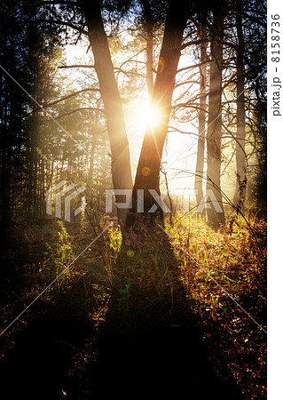 Autumn forest 8158736