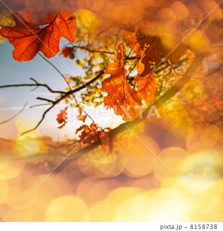 Autumn 8158738