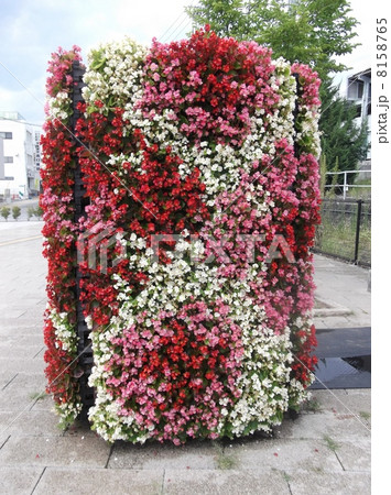 四季咲きベゴニアのアレンジメント 8158765