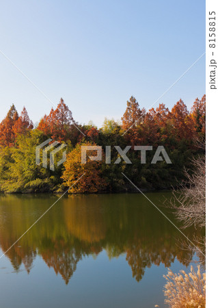 秋の湖畔の風景 8158815