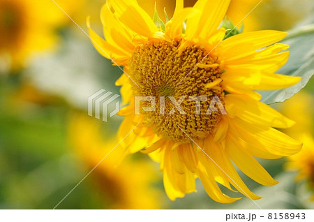 ヒマワリ ヒマワリ 8158943