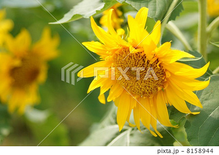 ヒマワリ ヒマワリ 8158944
