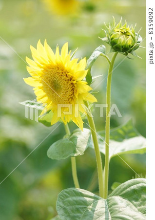 ヒマワリ 8159092