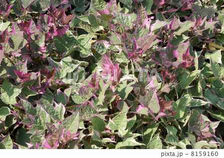 イポメア 8159160