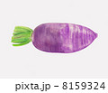 紫大根 8159324