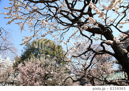 湯島天神の梅 8159365