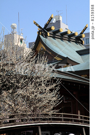 湯島天神の梅 湯島天神の梅 8159368