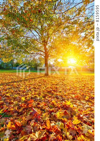 Sunny autumn foliage 8159595